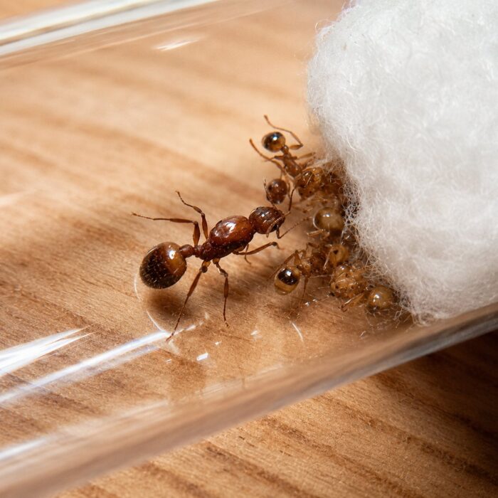aphaenogastersplendidaAphaenogastersplendida2 Aphaenogaster splendida worker — slim build adapted for woodland foraging longlegged ant from temperate Eurasia and North America, live colony at ANTonTOP