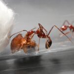 Aphaenogaster swammerdami - obrazek 3