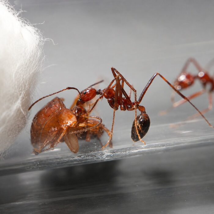 Aphaenogaster swammerdami  obrazek 3