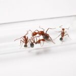 Aphaenogaster swammerdami - obrazek 2