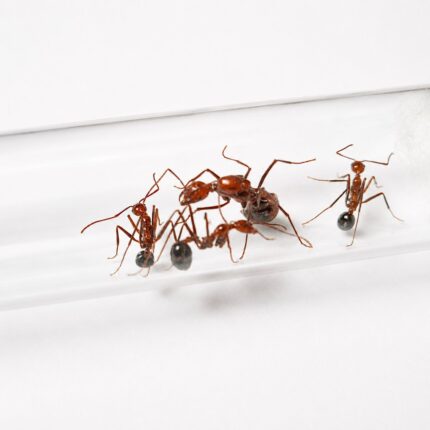 Aphaenogaster swammerdami reina con cría — colonia fundadora de hormiga de patas largas del Eurasia y Norteamérica templados, hormigas vivas en venta