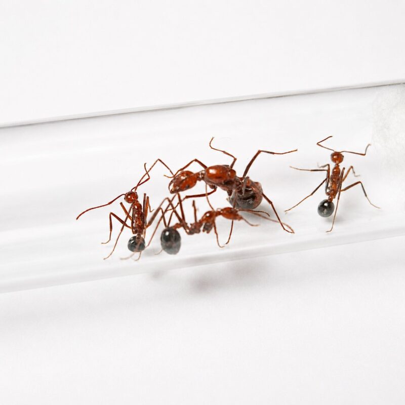 Aphaenogaster swammerdami reina con cría — colonia fundadora de hormiga de patas largas del Eurasia y Norteamérica templados, hormigas vivas en venta