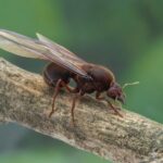 Atta mexicana major worker — large reddish polymorphic workers leafcutter ant from the Neotropics, live colony at ANTonTOP