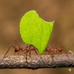 Atta mexicana obreras en formicario — hormiga cortadora de hojas para criadores, superorganismo agrícola que cultiva hongos a partir de fragmentos de hojas