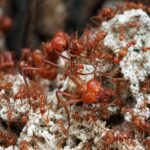 Atta mexicana reina con cría — colonia fundadora de hormiga cortadora de hojas Neotropical, hormigas vivas en venta