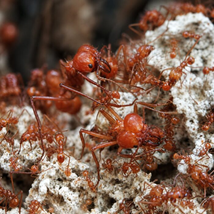 Atta mexicana reina con cría — colonia fundadora de hormiga cortadora de hojas Neotropical, hormigas vivas en venta