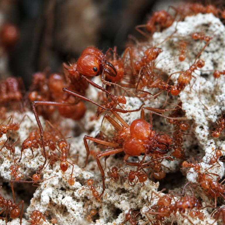 Atta mexicana reina con cría — colonia fundadora de hormiga cortadora de hojas Neotropical, hormigas vivas en venta