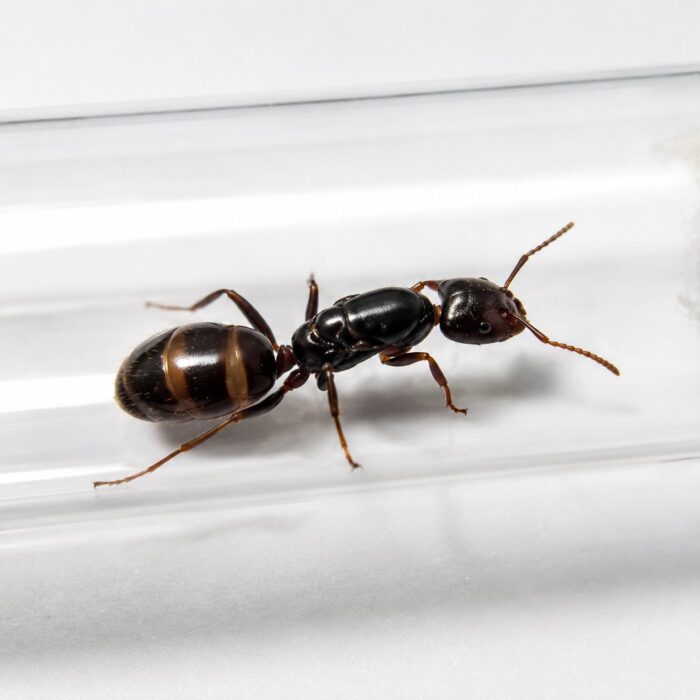 Azteca forelii worker — small fast workers in clouds Aztec ant from the Neotropics, live colony at ANTonTOP