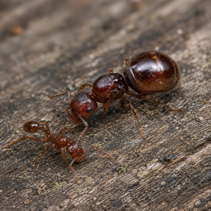 Brachymyrmex laevis worker — under 2 mm, light brown rover ant native to the pantropics, live colony at ANTonTOP