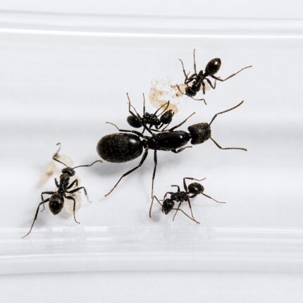Camponotus abscisus major worker — robust thorax and large heads carpenter ant found around the world, live colony at ANTonTOP