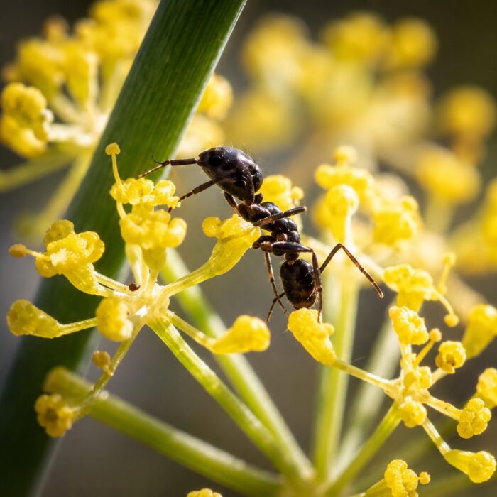 Camponotus aethiops duża robotnica — krępy tułów i duże głowy mrówka stolarka występująca na całym świecie, żywa kolonia w ANTonTOP