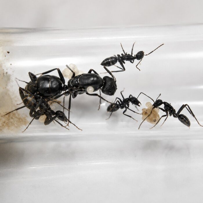 Camponotus alii major worker — robust thorax and large heads carpenter ant found around the world, live colony at ANTonTOP