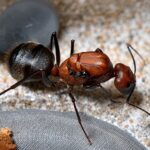 Camponotus angusticollis major worker — robust thorax and large heads carpenter ant found around the world, live colony at ANTonTOP