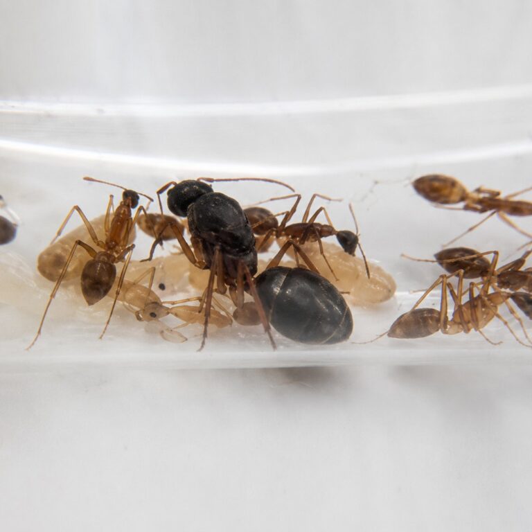 Camponotus arrogans duża robotnica — krępy tułów i duże głowy mrówka stolarka występująca na całym świecie, żywa kolonia w ANTonTOP