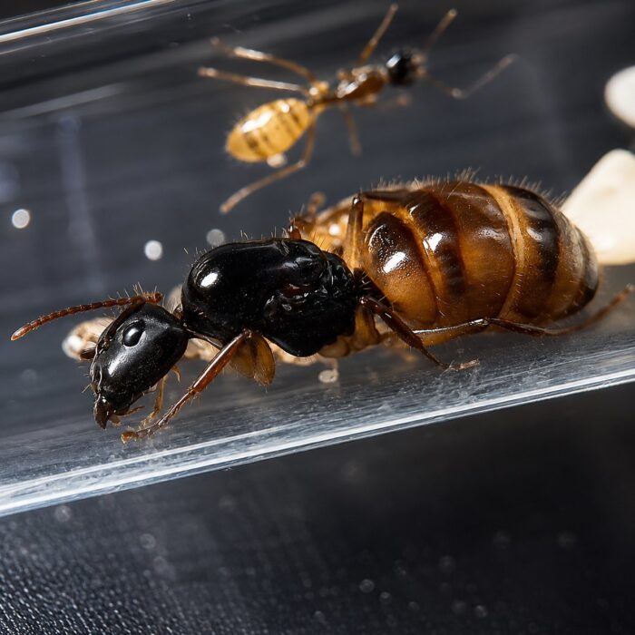 Camponotus atriceps duża robotnica — krępy tułów i duże głowy mrówka stolarka występująca na całym świecie, żywa kolonia w ANTonTOP