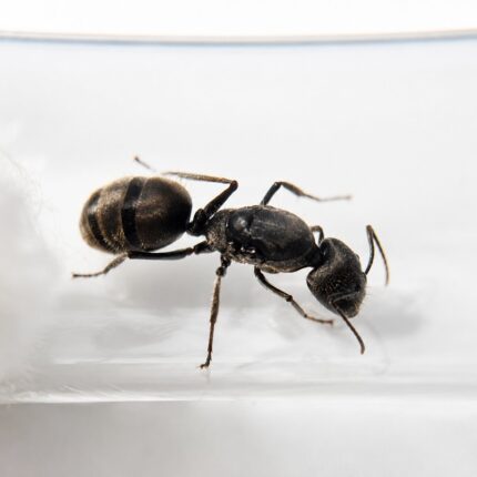 Camponotus auriventris duża robotnica — krępy tułów i duże głowy mrówka stolarka występująca na całym świecie, żywa kolonia w ANTonTOP