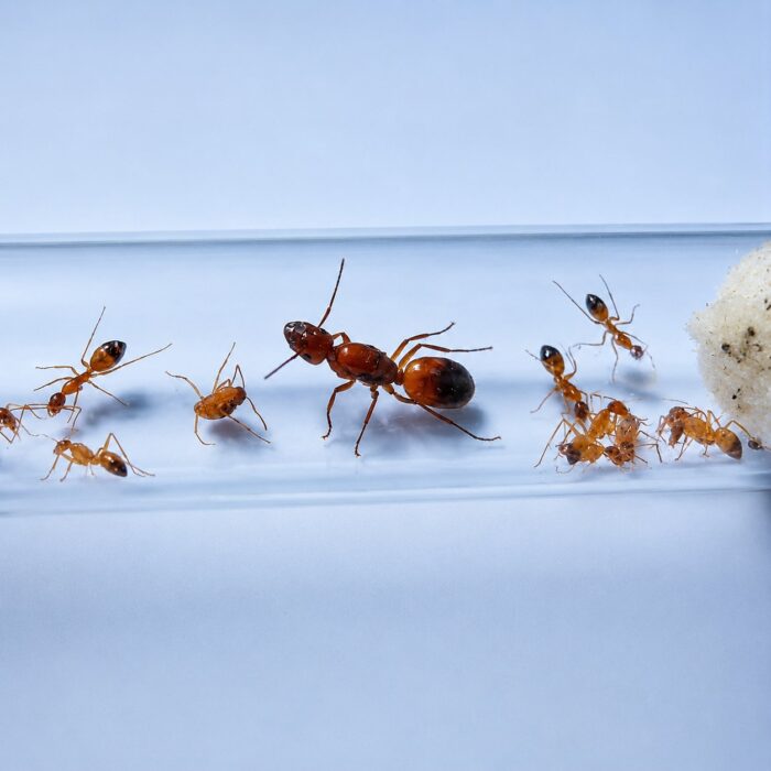 camponotusbaldacciiCamponoutbaldaccii1 Camponotus baldaccii major worker — robust thorax and large heads carpenter ant found around the world, live colony at ANTonTOP