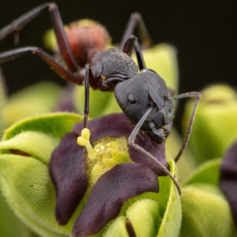 Camponotus barbaricus duża robotnica — matowa czarna północnoafrykańska mrówka stolarka z północnej Afryki, żywa kolonia w ANTonTOP