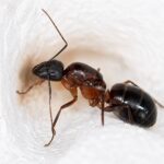 Camponotus barbaricus - obrazek 2