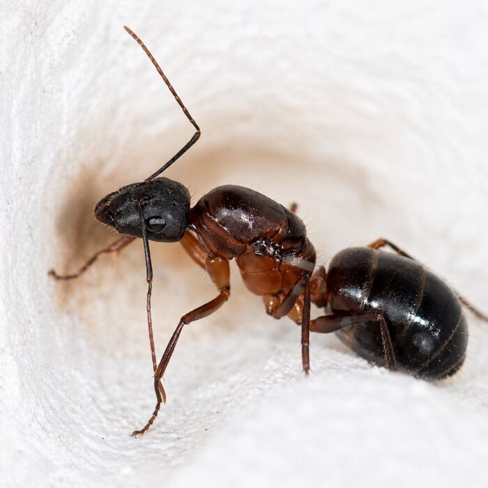 Camponotus barbaricus  obrazek 2