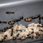 Camponotus bellus major worker — robust thorax and large heads carpenter ant found around the world, live colony at ANTonTOP