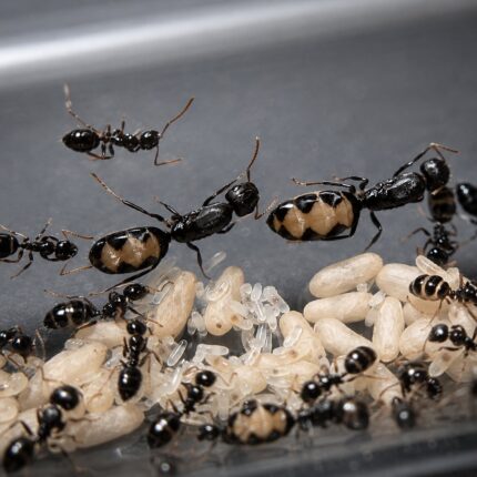 Camponotus bellus duża robotnica — krępy tułów i duże głowy mrówka stolarka występująca na całym świecie, żywa kolonia w ANTonTOP