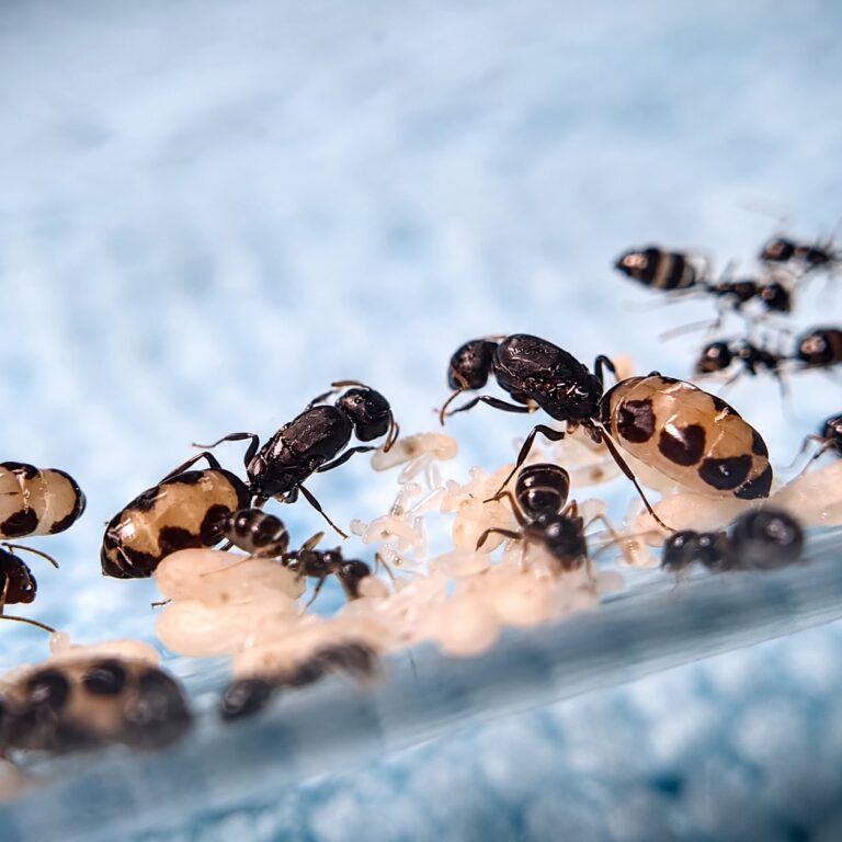 Camponotus bellus Königin mit Brut — Gründungskolonie der Rossameise weltweit verbreitet, lebende Ameisen zum Verkauf