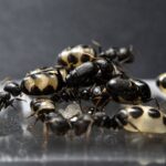 Camponotus bellus Arbeiterinnen im Formikarium — Rossameise für Halter, ruhige, gemächliche Kolonien