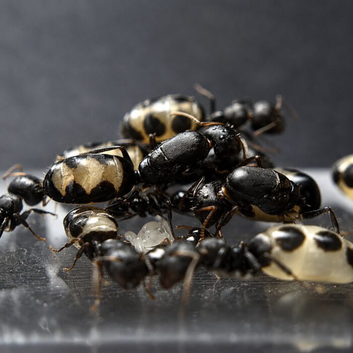 Camponotus bellus Arbeiterinnen im Formikarium — Rossameise für Halter, ruhige, gemächliche Kolonien