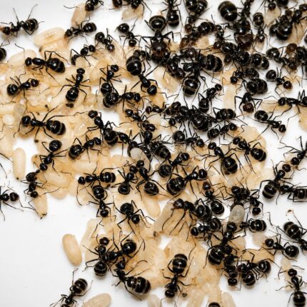 Camponotus brevis major worker — robust thorax and large heads carpenter ant found around the world, live colony at ANTonTOP