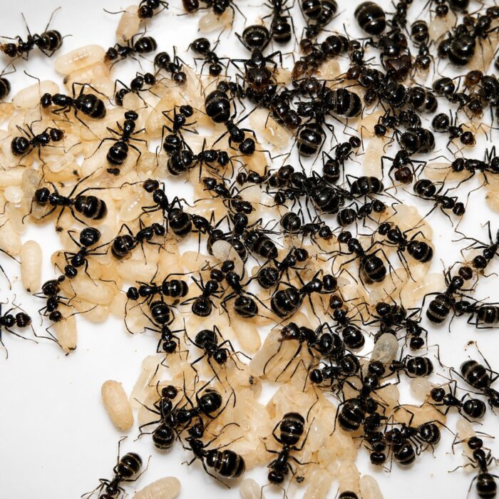 Camponotus brevis duża robotnica — krępy tułów i duże głowy mrówka stolarka występująca na całym świecie, żywa kolonia w ANTonTOP