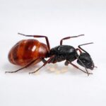 Camponotus duża robotnica — krępy tułów i duże głowy mrówka stolarka występująca na całym świecie, żywa kolonia w ANTonTOP