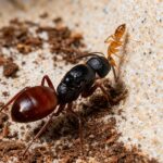 Camponotus Ca02 - obrazek 3