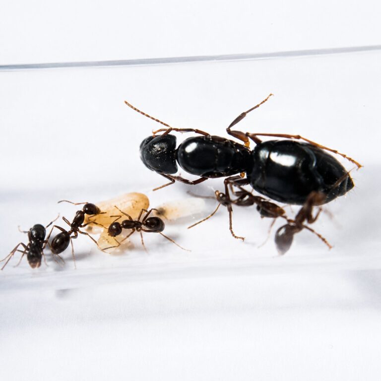 Camponotus camelinus duża robotnica — krępy tułów i duże głowy mrówka stolarka występująca na całym świecie, żywa kolonia w ANTonTOP