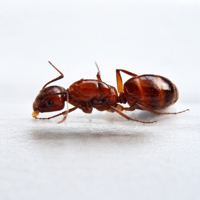 Camponotus castaneus major worker — robust thorax and large heads carpenter ant found around the world, live colony at ANTonTOP
