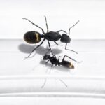 Camponotus chilensis major worker — robust thorax and large heads carpenter ant found around the world, live colony at ANTonTOP
