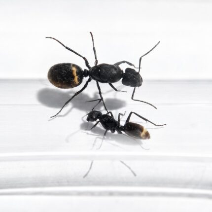 Camponotus chilensis duża robotnica — krępy tułów i duże głowy mrówka stolarka występująca na całym świecie, żywa kolonia w ANTonTOP