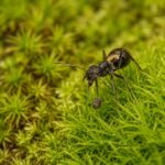 Camponotus chilensis reina con cría — colonia fundadora de hormiga carpintera distribuida por todo el mundo, hormigas vivas en venta