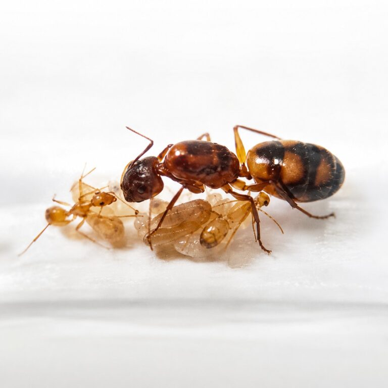 Camponotus christi ambustus major worker — robust thorax and large heads carpenter ant found around the world, live colony at ANTonTOP