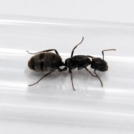 Camponotus cinctellus major worker — robust thorax and large heads carpenter ant found around the world, live colony at ANTonTOP