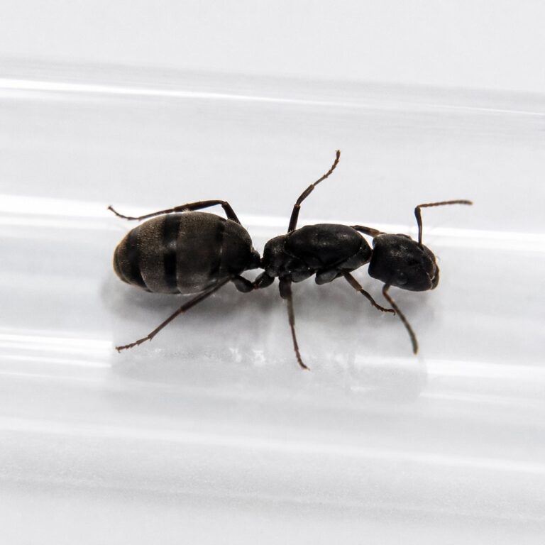 Camponotus cinctellus major worker — robust thorax and large heads carpenter ant found around the world, live colony at ANTonTOP