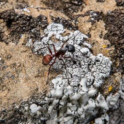 Camponotus cruentatus major worker — deep blood-red body blood-red carpenter ant from Iberian Peninsula and southern France, live colony at ANTonTOP