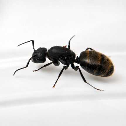 Camponotus darwinii major worker — robust thorax and large heads carpenter ant found around the world, live colony at ANTonTOP