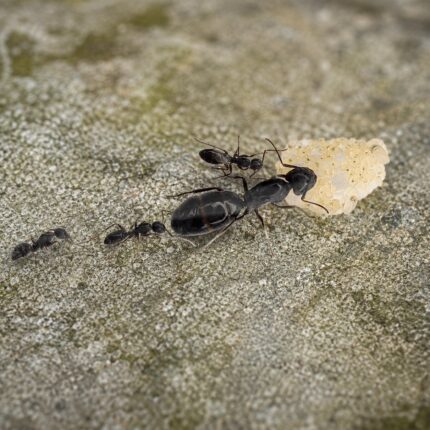 Camponotus fallax duża robotnica — krępy tułów i duże głowy mrówka stolarka występująca na całym świecie, żywa kolonia w ANTonTOP