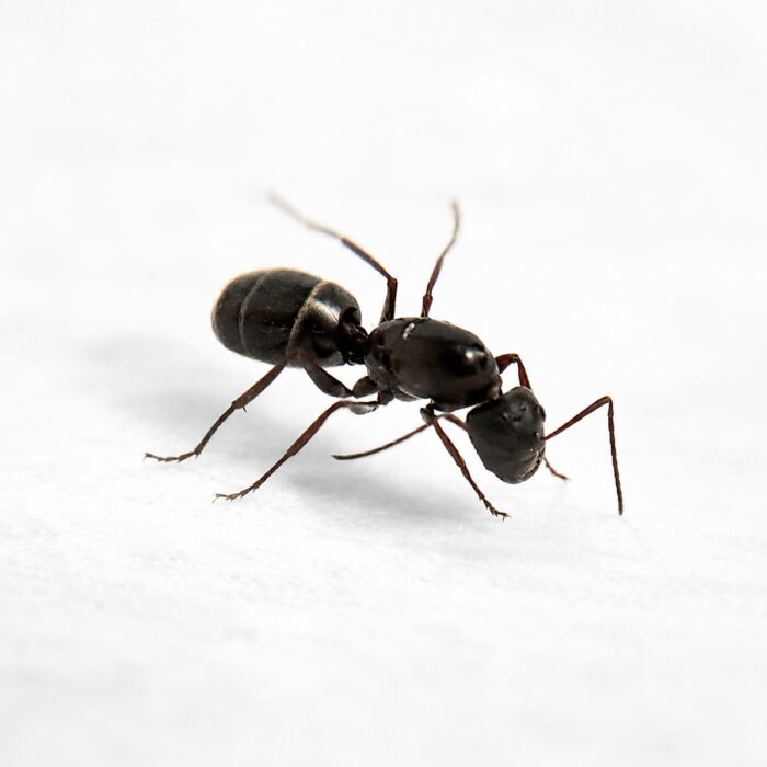 Camponotus feae major worker — robust thorax and large heads carpenter ant found around the world, live colony at ANTonTOP