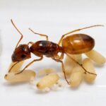 Camponotus fedtschenkoi major worker — robust thorax and large heads carpenter ant found around the world, live colony at ANTonTOP