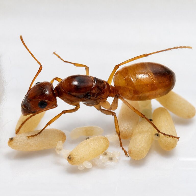 Camponotus fedtschenkoi major worker — robust thorax and large heads carpenter ant found around the world, live colony at ANTonTOP