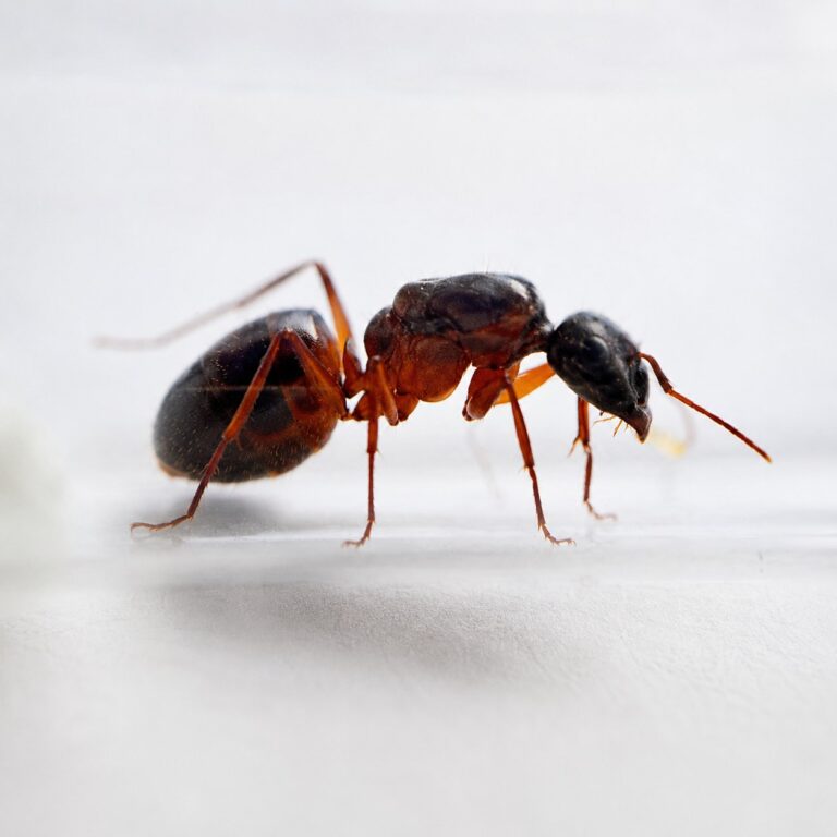 Camponotus festai major worker — robust thorax and large heads carpenter ant found around the world, live colony at ANTonTOP