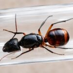 Camponotus festinus eximius - obrazek 2