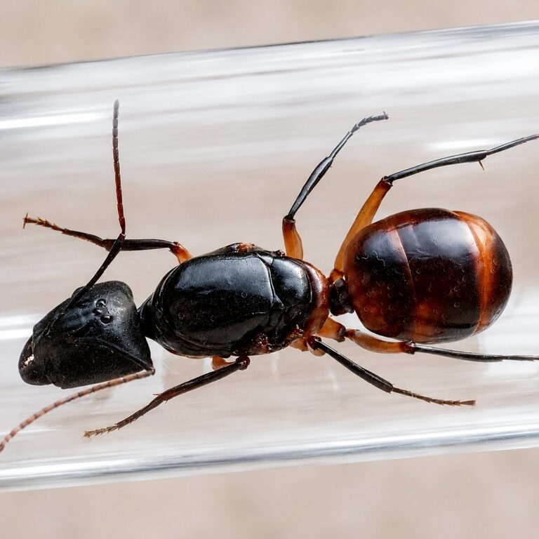 Camponotus festinus reina con cría — colonia fundadora de hormiga carpintera imponente del Sudeste Asiático, hormigas vivas en venta